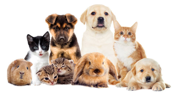 Wild Instinct Pet Review: What To Know Before You Buy